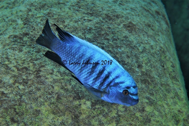 Labeotropheus fuelleborni 'Chinyamwezi Island'